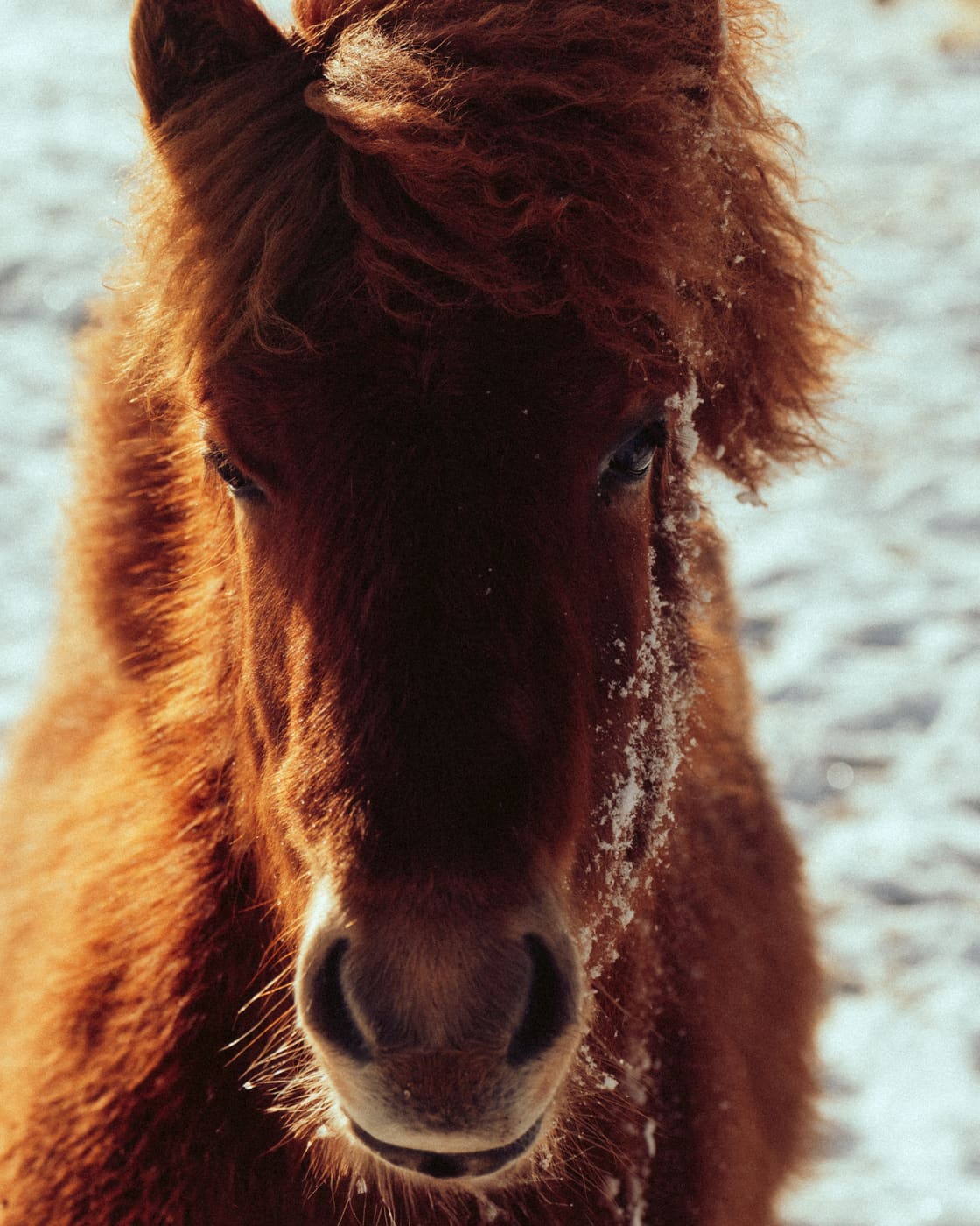 ISLANDE, n°36