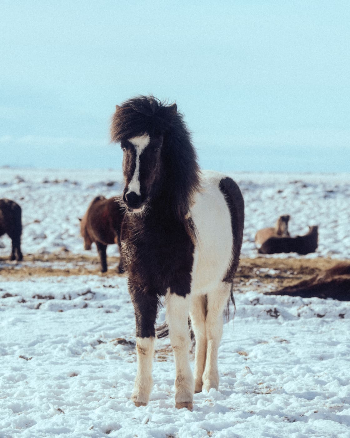 ISLANDE, n°25