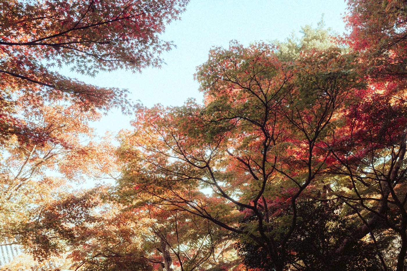 Tokyo, n°46